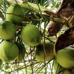 100% Natural Castor & Virgin Coconut Oil