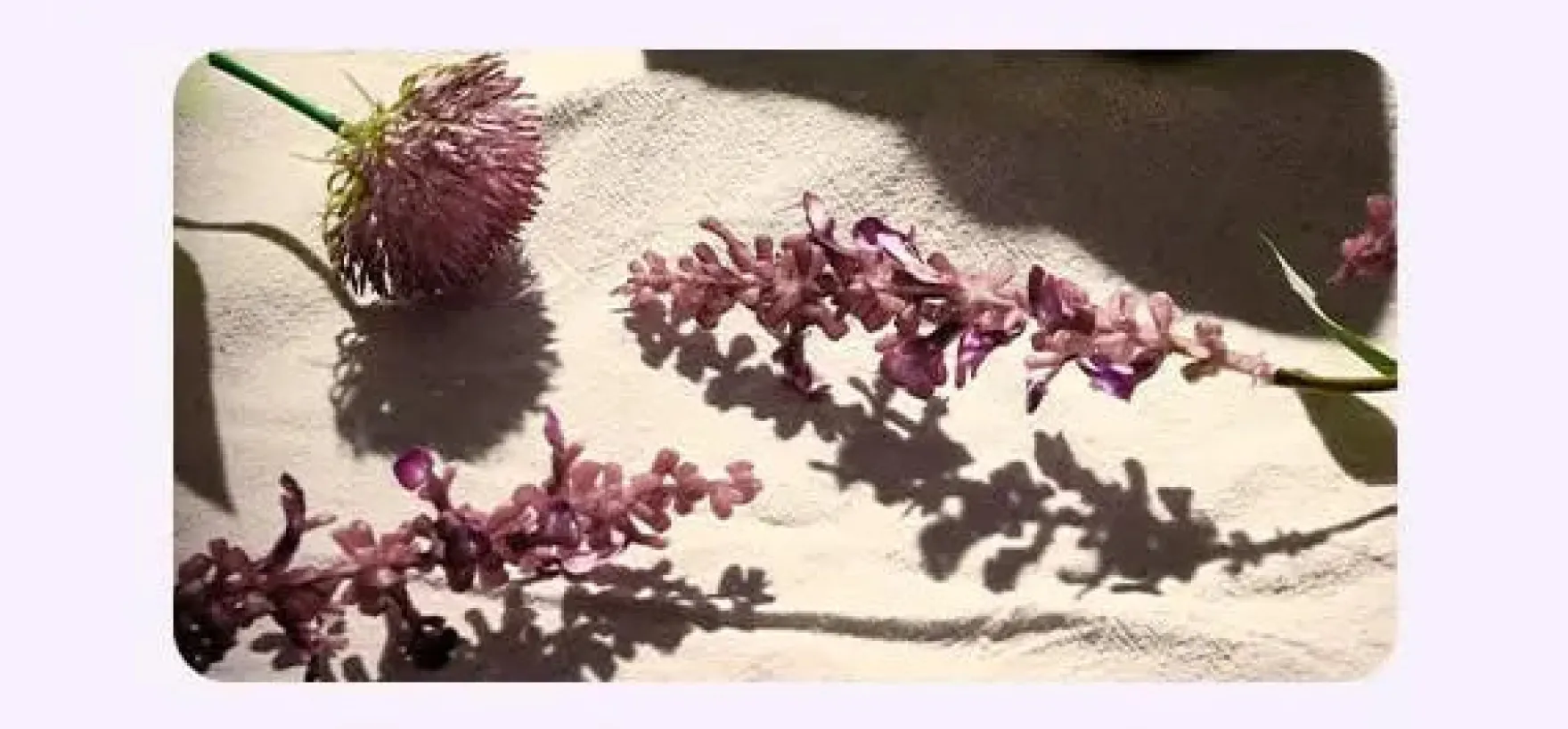 Sage Amber Purple Tea Perfume Body Lotion